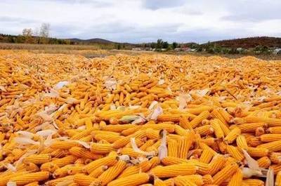 一紙合格證，守護(hù)“菜籃子”安全——食用農(nóng)產(chǎn)品合格證試行一周年市場觀察